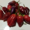 Острый перец Aji Ayuyo