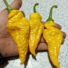 Острый перец Monkey Face Yellow