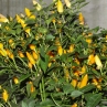 Острый перец Salsa Yellow