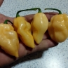 Острый перец 7 Pot Peach