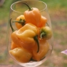 Хабанеро Пич острый перец (Habanero Peach)