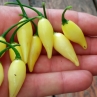 Острый перец Biquinho White
