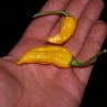 Фатали Желтая острый перец (Fatalii Yellow)