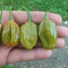 Острый перец 7 Pot BFE Mustard