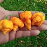 Острый перец 7 Pot Jonah Yellow