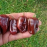 Острый перец Trinidad Congo Chocolate