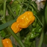 Бхуд Джолокиа Желтая острый перец (Bhut Jolokia Yellow)