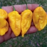 Острый перец Naga Brain Yellow