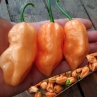 7 Pot BFE Peach