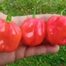 Острый перец Habanero Giant red
