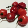 Острый перец Ecuadorian sweet