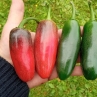 Острый перец Jalapeno Zapotec