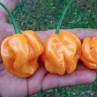 Острый перец Aji Margariteno