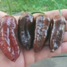 Острый перец Black Habanero