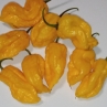 Острый перец 7 Pot Nebru