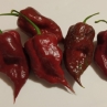 7 Pot Gravedigger Chocolate CTAR