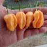 Orange Sweet BFE