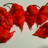 Острый перец Zing