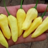 Острый перец Devil's Tongue white