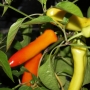 Выращивание перца в открытом грунте