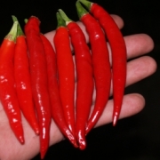 Семена острых перцев