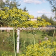 Пряные травы и экзотические культуры