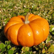 Тыквы и дыни