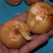 Семейный лук (лук шалотт)