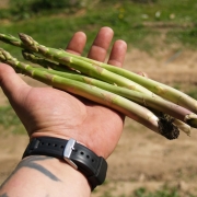 Спаржа
