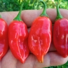 Острый перец Aji Benito