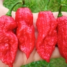 Острый перец Big red Mama