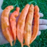 Острый перец Bolivian Orange