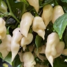 Острый перец Trinidad Scorpion Ivory R
