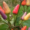 Острый перец Aurora