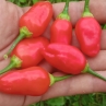 Острый перец Inca Berry