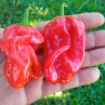 Острый перец Habanero Guadeloupe