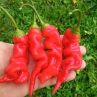 Острый перец Sugar Rush red giant