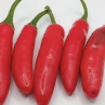 Острый перец Serrano Huasteco