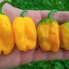 Острый перец Habanero Orange Devil