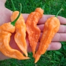 Острый перец Carolina Reaper x Jay's Peach Ghost Scorpion