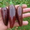 Острый перец Jalapeno Brown