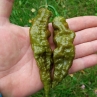 Острый перец Bhut Jolokia Solid Gold