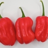 Острый перец Habanero Gambia