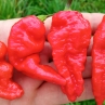 Острый перец Red Bhutlah SLP