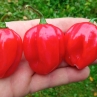 Острый перец Aji Rosita Rojo