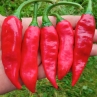 Острый перец CAP 1493/80