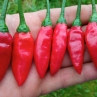 Острый перец Baumchili Rot