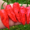 Острый перец Trinidad Scorpion Red CARDI