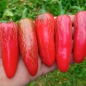 Острый перец Jalapeno Senorita