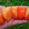 Острый перец Habanero Francisca